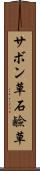サボン草 Scroll