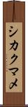 シカクマメ Scroll