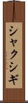 シャクシギ Scroll