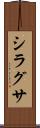 シラグサ Scroll