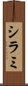 シラミ Scroll