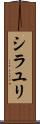 シラユリ Scroll