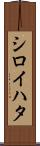シロイハタ Scroll