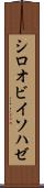 シロオビイソハゼ Scroll