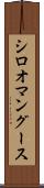 シロオマングース Scroll