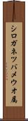 シロガネツバメウオ属 Scroll