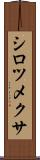 シロツメクサ Scroll