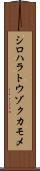 シロハラトウゾクカモメ Scroll