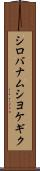 シロバナムシヨケギク Scroll