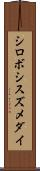 シロボシスズメダイ Scroll