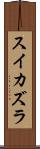 スイカズラ Scroll