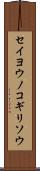セイヨウノコギリソウ Scroll