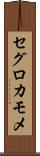 セグロカモメ Scroll