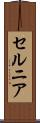 セルニア Scroll