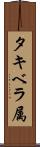 タキベラ属 Scroll