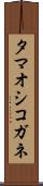 タマオシコガネ Scroll