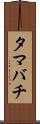 タマバチ Scroll