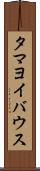 タマヨイバウス Scroll