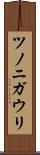 ツノニガウリ Scroll