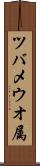 ツバメウオ属 Scroll