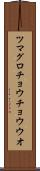 ツマグロチョウチョウウオ Scroll