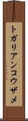 トガリアンコウザメ Scroll