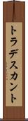 トラデスカント Scroll
