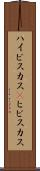 ハイビスカス(P) Scroll