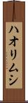 ハオリムシ Scroll