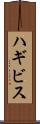 ハギビス Scroll