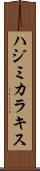 ハジミカラキス Scroll