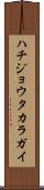 ハチジョウタカラガイ Scroll