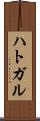ハトガル Scroll