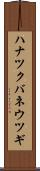 ハナツクバネウツギ Scroll