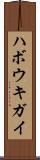 ハボウキガイ Scroll
