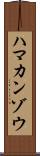 ハマカンゾウ Scroll