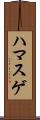 ハマスゲ Scroll