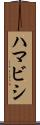 ハマビシ Scroll