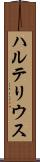 ハルテリウス Scroll