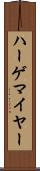 ハーゲマイヤー Scroll
