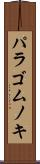 パラゴムノキ Scroll