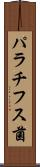 パラチフス菌 Scroll