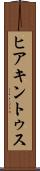 ヒアキントゥス Scroll