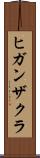 ヒガンザクラ Scroll