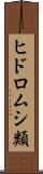 ヒドロムシ類 Scroll