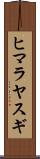 ヒマラヤスギ Scroll