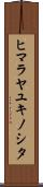 ヒマラヤユキノシタ Scroll