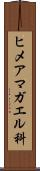 ヒメアマガエル科 Scroll