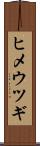ヒメウツギ Scroll