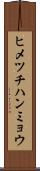 ヒメツチハンミョウ Scroll